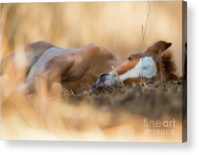 Cute Foal Acrylic Print featuring the photograph Golden Nap by Shannon Hastings