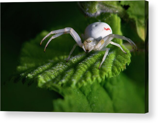 Spider Acrylic Print featuring the photograph Goldenrod crab spider by Olivier Parent