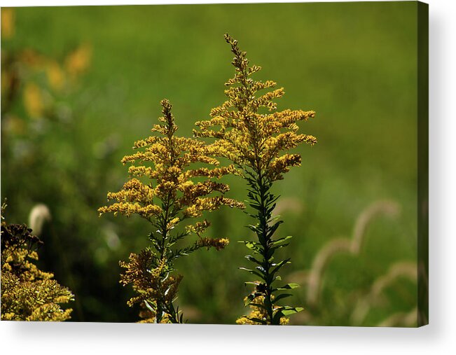 Goldenrod Acrylic Print featuring the photograph Goldenrod in the Meadow by Christopher Reed