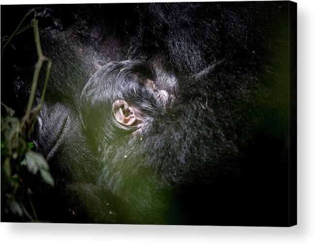 Mountain Gorilla Acrylic Print featuring the photograph Gorilla Mother and Baby by Kate Malone
