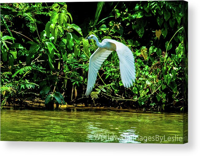 Great White Egret Acrylic Print featuring the photograph May You Find Peace by Leslie Struxness