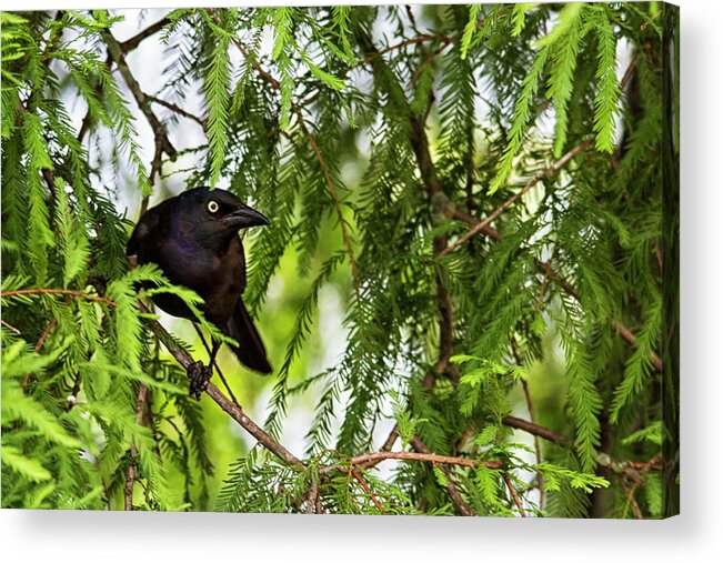 Grackle Acrylic Print featuring the photograph Grackle in Neuse River Cypress Tree by Bob Decker