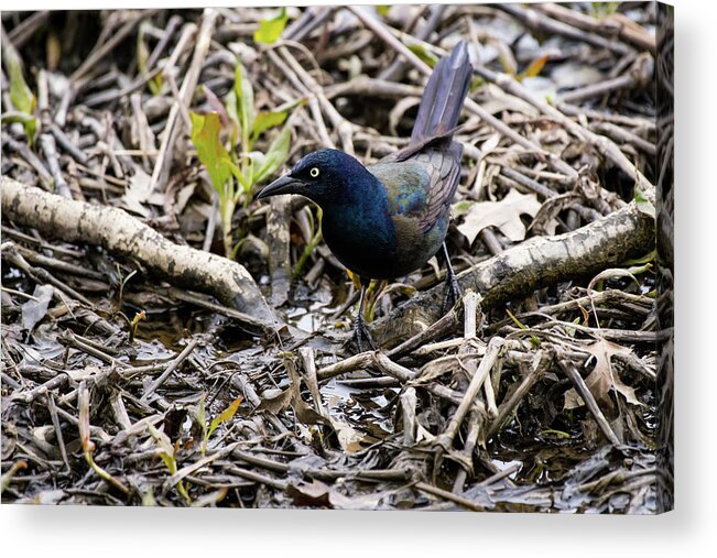 Wildlife Acrylic Print featuring the photograph Grackle by Rose Guinther