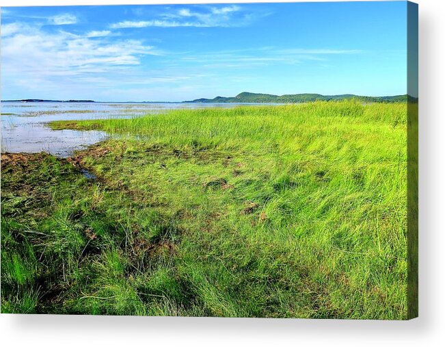 Lake Acrylic Print featuring the photograph Grasses at Sand Bar by Mike Reilly