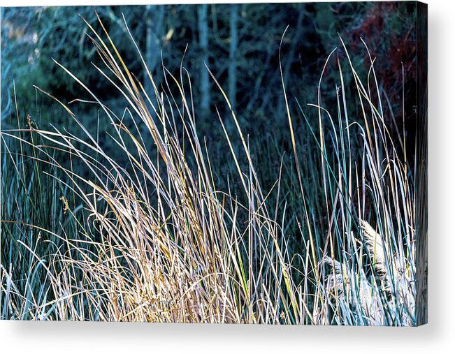 Reeds Acrylic Print featuring the photograph Grasses by Kate Brown
