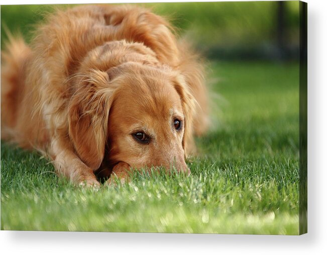 Dog Acrylic Print featuring the photograph Grassy Golden by Lens Art Photography By Larry Trager