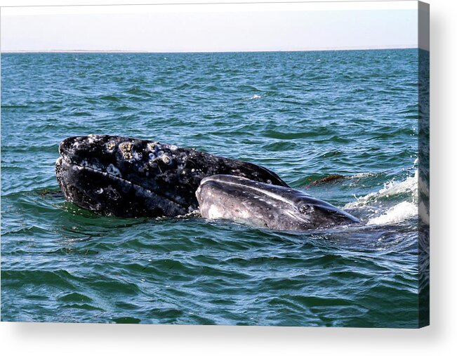 Whale Acrylic Print featuring the photograph Gray Whale 2A by Sally Fuller
