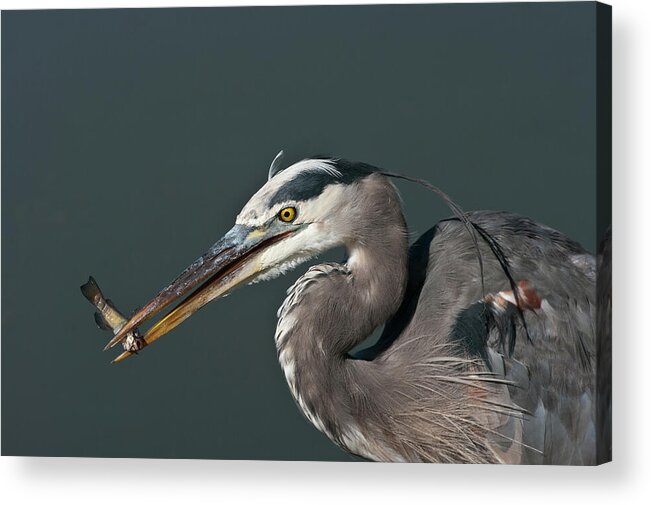 Sequoyah National Wildlife Refuge Acrylic Print featuring the photograph Great Blue Heron - 7345 by Jerry Owens