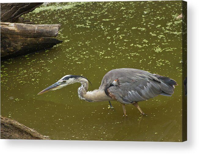 Wildlife Acrylic Print featuring the photograph Great Blue Heron - 7535 by Jerry Owens