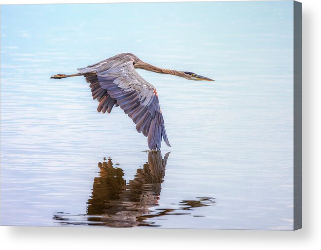 Great Blue Heron Acrylic Print featuring the photograph Great Blue Heron Flying by Susan Rissi Tregoning
