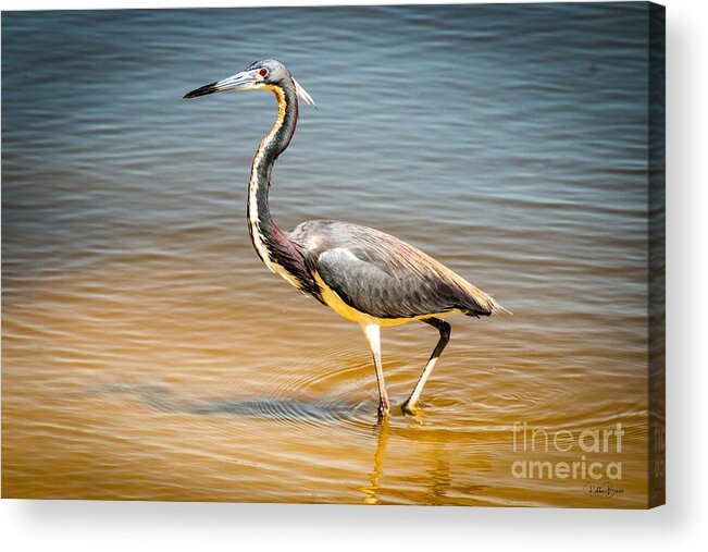 Great Acrylic Print featuring the photograph Great Blue Heron High resolution by Philip And Robbie Bracco