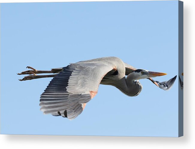 Great Blue Heron Acrylic Print featuring the photograph Great Blue Heron in Flight by Mingming Jiang