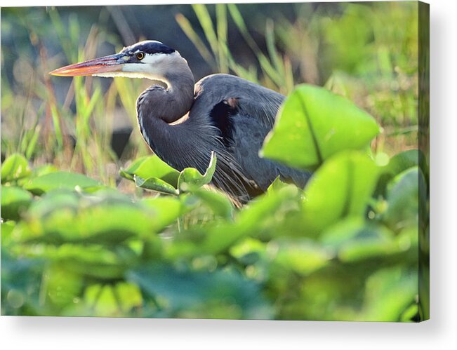 Tim Fitzharris Acrylic Print featuring the photograph Great Blue Heron in Lily Pads by Tim Fitzharris