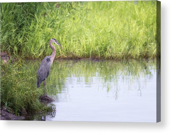 Great Blue Heron Acrylic Print featuring the photograph Great Blue Heron in Profile by Susan Rissi Tregoning