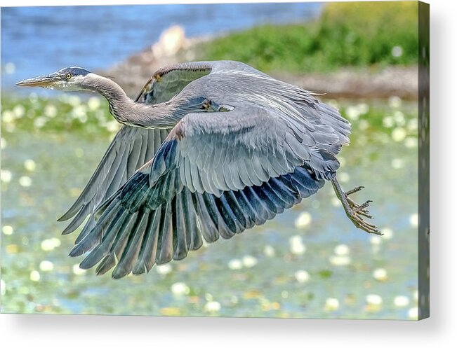 Blue Heron Acrylic Print featuring the photograph Great Blue Heron by Jerry Cahill