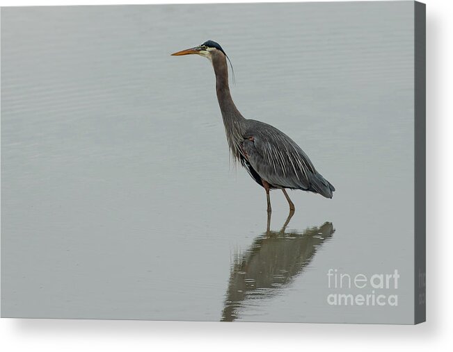 Ardea Herodias Acrylic Print featuring the photograph Great Blue Heron Wading in a Pond by Nancy Gleason