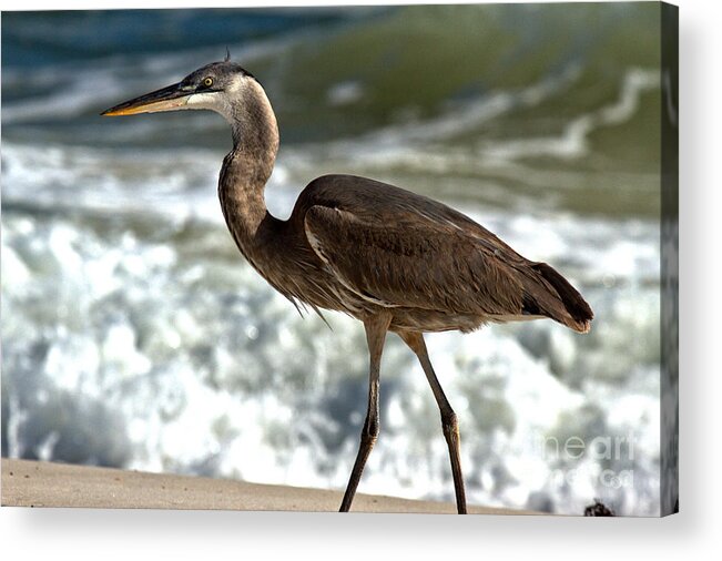 Great Acrylic Print featuring the photograph Great Blue Heron Walking Along The Surf by Adam Jewell