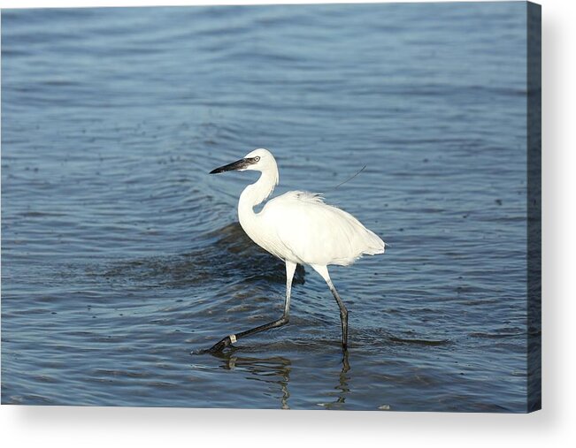 White Heron Acrylic Print featuring the photograph Great blue heron white morph by Mingming Jiang