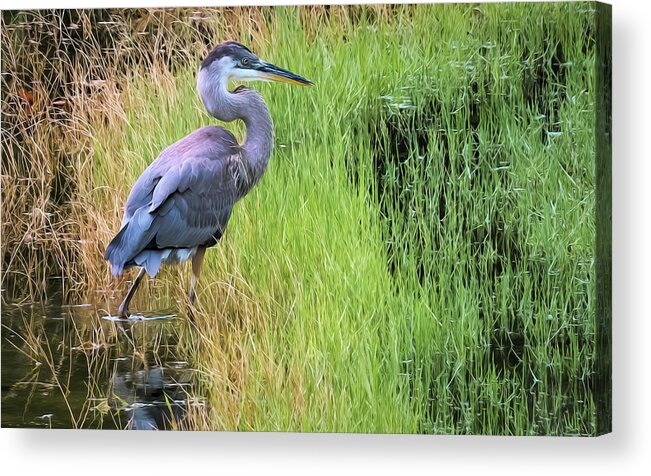 Great Blue Heron Acrylic Print featuring the photograph Great Blue in Grass by Ginger Stein