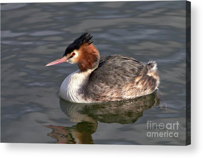 Nature Acrylic Print featuring the photograph Great Crested Grebe by Baggieoldboy