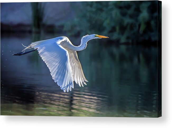 Great Egret Acrylic Print featuring the photograph Great Egret 5489-061820-2 by Tam Ryan