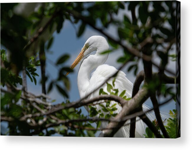 Great Acrylic Print featuring the photograph Great Egret by Carolyn Hutchins