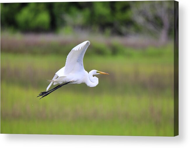 Great Egret Acrylic Print featuring the photograph Great Egret In Flight by Scott Burd