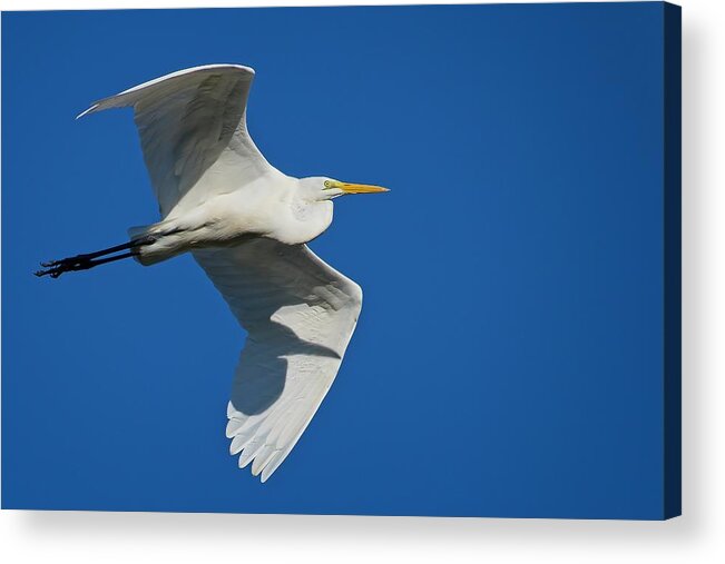 Blue Acrylic Print featuring the photograph Great Egret In Flight by Steve DaPonte