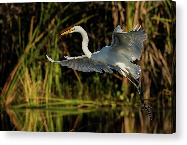 Birds Acrylic Print featuring the photograph Great Egret landing by RD Allen