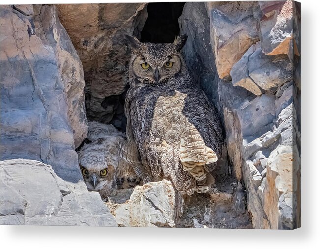 Owl Acrylic Print featuring the photograph Great Horned Owl Nest by Wesley Aston
