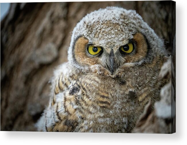 Owl Acrylic Print featuring the photograph Great Horned Owlet by Wesley Aston