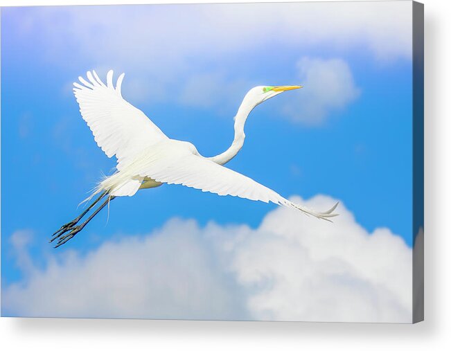 Great White Egret Acrylic Print featuring the photograph Great White Egret Ascending by Mark Andrew Thomas