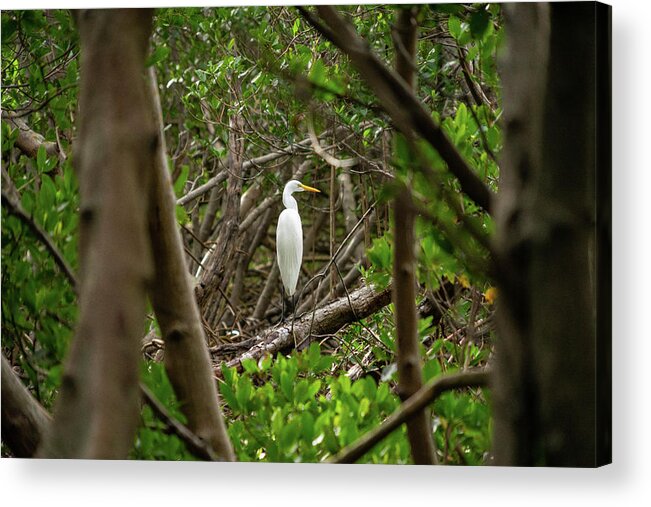 Florida Acrylic Print featuring the photograph Great White Heron Horizontal by Marian Tagliarino