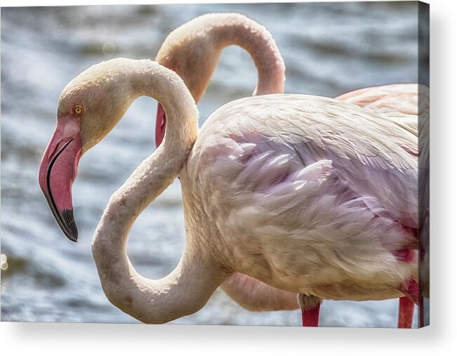 Greater Flamingo Acrylic Print featuring the photograph Greater Flamingos in Walvis Bay, Namibia, No. 1 by Belinda Greb