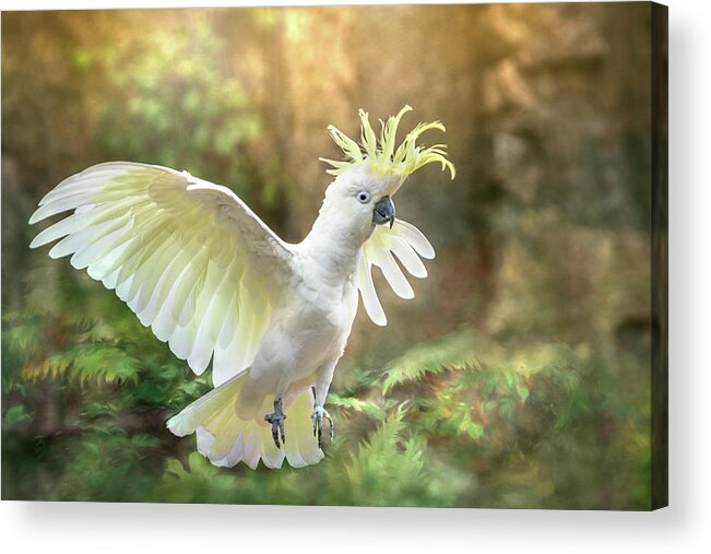 Cockatoo Acrylic Print featuring the photograph Greater Sulphur-crested Cockatoo - Flight by Patti Deters