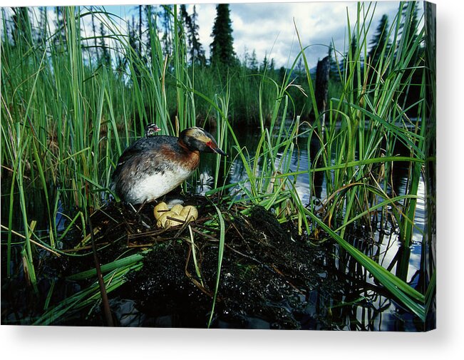 00160965 Acrylic Print featuring the photograph Grebe with Chick Tending Eggs by Michael Quinton