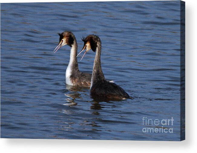 Birds Acrylic Print featuring the photograph Grebes Dancing by Stephen Melia