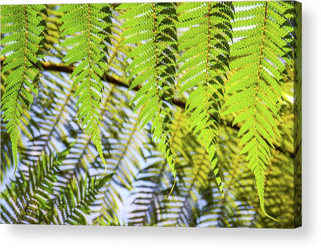 Green Plants Acrylic Print featuring the photograph Green Fern by Carlos Caetano