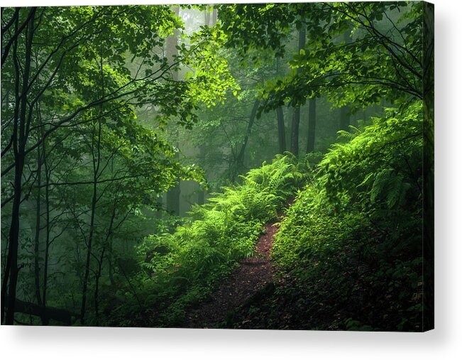 Mountain Acrylic Print featuring the photograph Green Forest by Evgeni Dinev