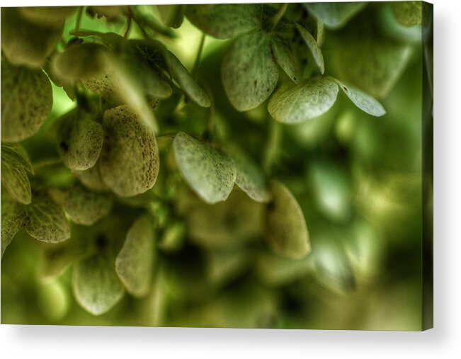 Photo Acrylic Print featuring the photograph Green Garden View by Evan Foster