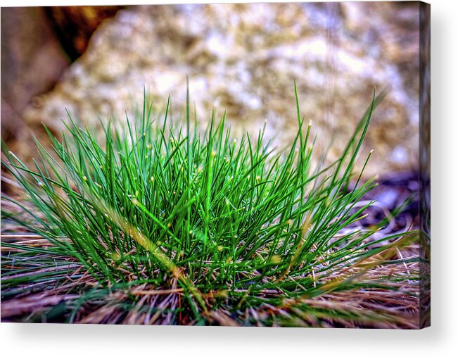 New Hampshire Acrylic Print featuring the photograph Green Grass by Jeff Sinon