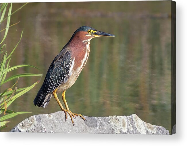 Green Heron Acrylic Print featuring the photograph Green Heron by the Pond by Kathleen Bishop
