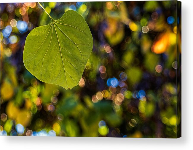 Leaves Acrylic Print featuring the photograph Green Leaf and Autumn Bokeh by Stuart Litoff