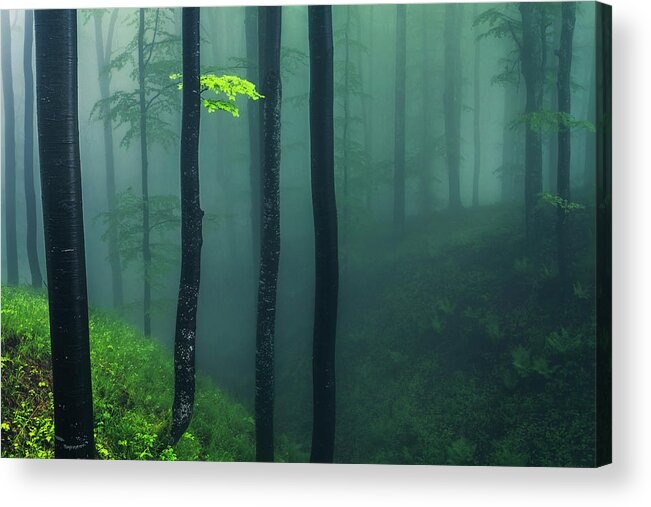 Balkan Mountains Acrylic Print featuring the photograph Green Mist by Evgeni Dinev