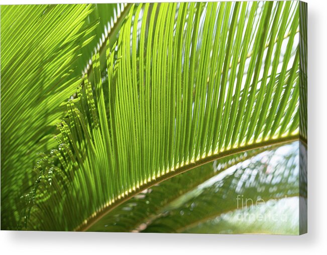 Palm Fern Acrylic Print featuring the photograph Green palm fern and Mediterranean sunlight by Adriana Mueller
