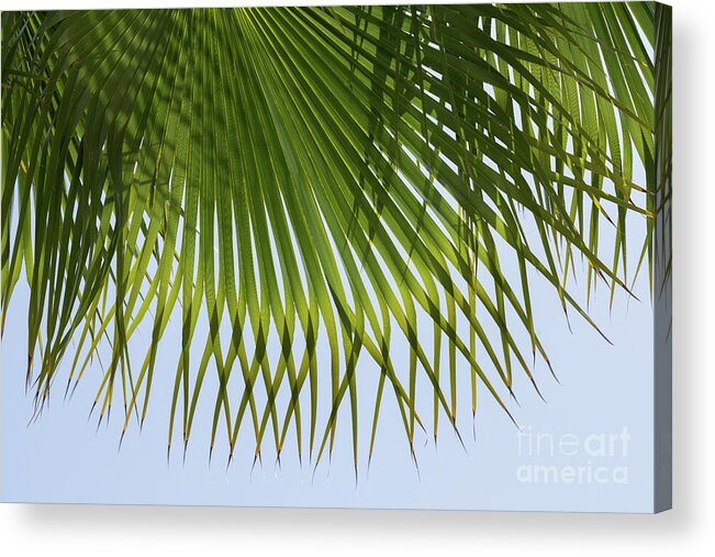 Palm Leaf Acrylic Print featuring the photograph Green palm leaf and blue sky on the beach by Adriana Mueller