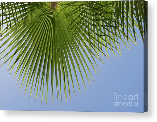 Palm Leaf Acrylic Print featuring the photograph Green palm leaf and blue sky, summer season by Adriana Mueller