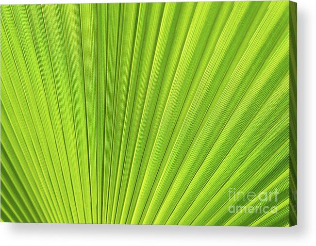 Palm Leaf Acrylic Print featuring the photograph Green palm leaf and mediterranean sunlight by Adriana Mueller