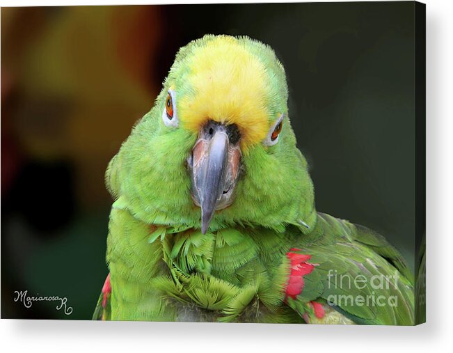 Nature Acrylic Print featuring the photograph Green Parrot Portrait by Mariarosa Rockefeller