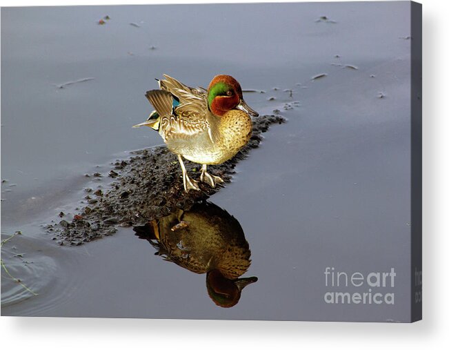 Green Wing Teal Acrylic Print featuring the photograph Green Wing Teal on Lake Washington by Sea Change Vibes